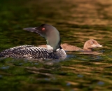 loon-with-chick-on-Maine-lake_DSC08105